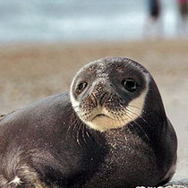 Из-за глобального потепления арктические тюлени полны ртути