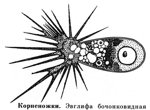 Раковинная амеба рисунок