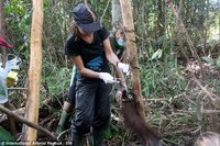 В Индонезии орангутан попал в ловушку для кабана