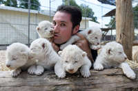 В немецком цирке родились шесть белых львят