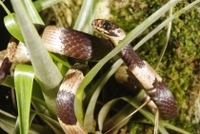 В Панаме найден новый вид змей
