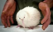 В Новой Зеландии родился третий белый киви