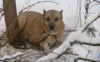Хозяева оставили привязанную собаку умирать в лесу